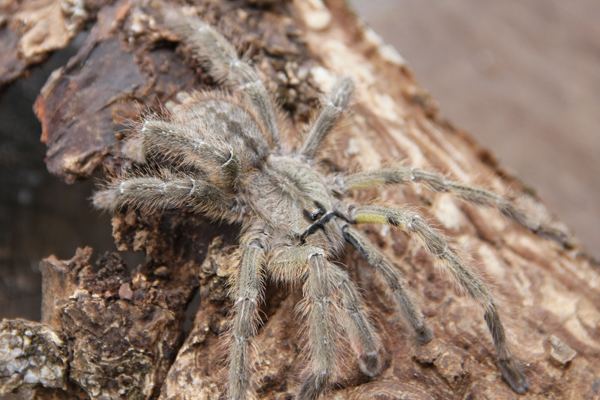 Poecilotheria rajaei New giant tarantula that39s taken media by storm likely Critically