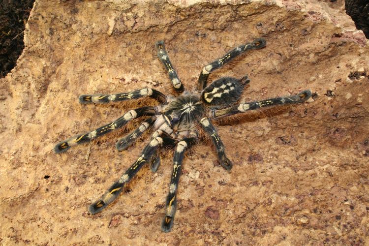 Poecilotheria subfusca Poecilotheria subfusca Space for life