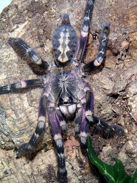 Poecilotheria subfusca Poecilotheria subfusca Theraphosids tarantulas of the World