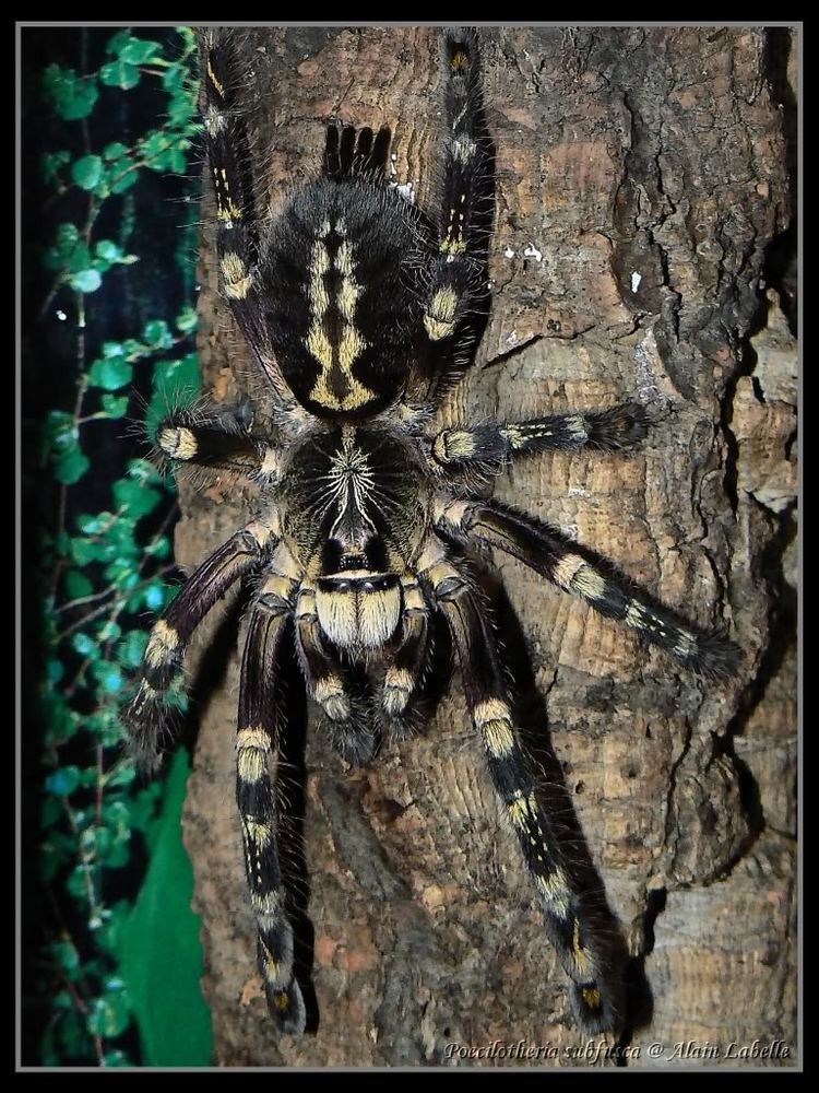 Poecilotheria subfusca American Tarantula Society Discussion Board View topic