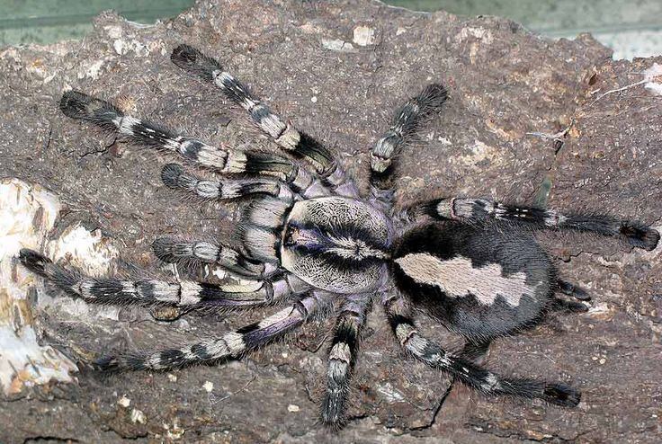Poecilotheria vittata Ghost ornamental tarantula abzx