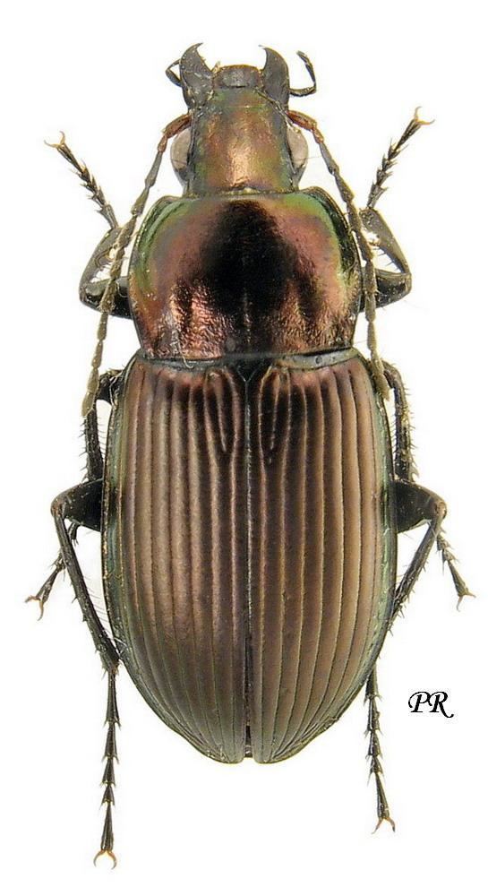 Poecilus cupreus Poecilus Poecilus cupreus Linne 1758 Carabidae