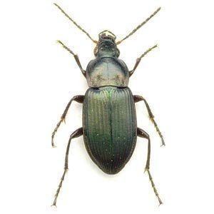 Poecilus cupreus Poecilus cupreus Ground Beetles of Ireland