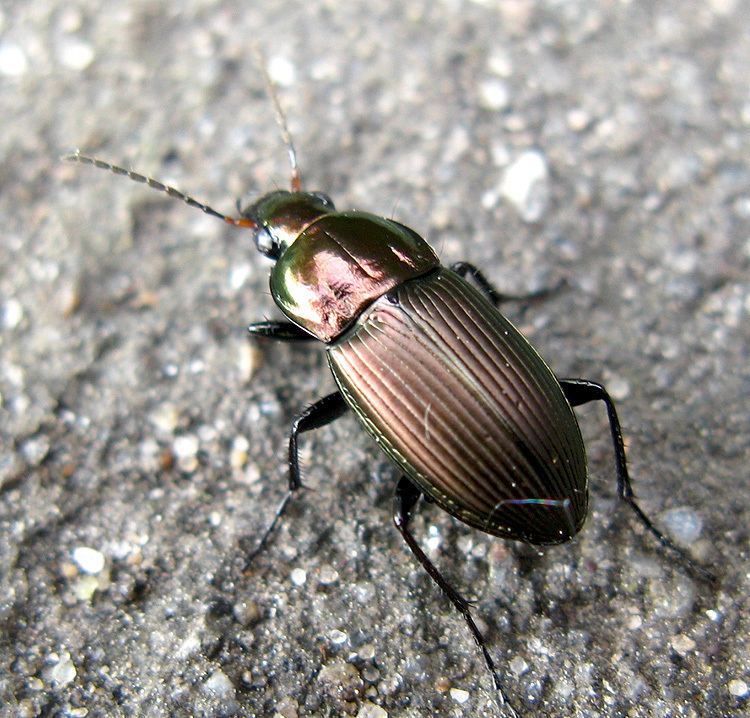 Poecilus versicolor Poecilus sstr versicolor Sturm 1824 Carabidae