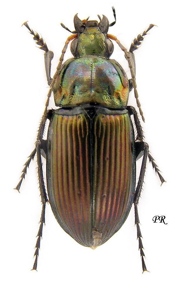Poecilus versicolor Genus Poecilus Bonelli 1810 tab syn Carabidae