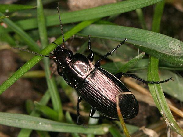 Poecilus versicolor Poecilus versicolor Ground beetle Pterostichus versicolor