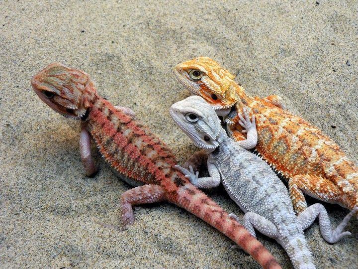 Pogona 1000 ideas about Pogona Vitticeps on Pinterest Reptilien Gecko