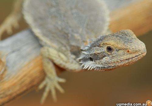 Pogona minor Dwarf bearded dragon Pogona minor at the Australian Reptile Online