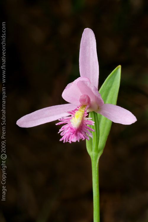 Pogonia ophioglossoides Rose Pogonia Snakemouth Orchid Pogonia ophioglossoides