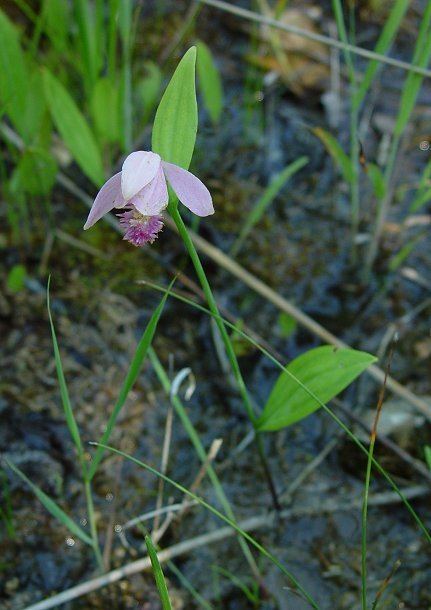 Pogonia ophioglossoides Pogonia ophioglossoides Snakemouth orchid Discover Life