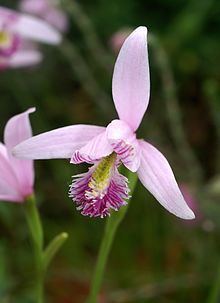 Pogonia ophioglossoides httpsuploadwikimediaorgwikipediacommonsthu