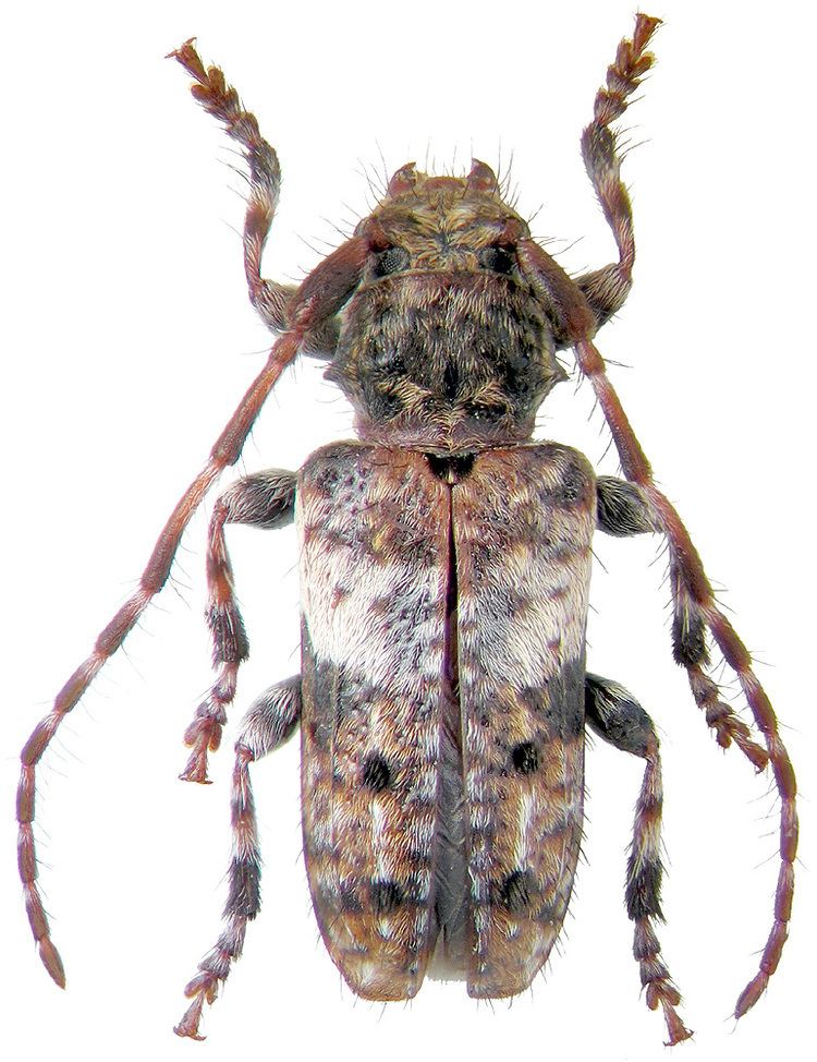 Pogonocherus Genus Pogonocherus Dejean 1821 Cerambycidae