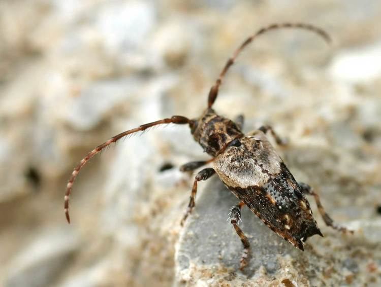 Pogonocherus Pogonocherus