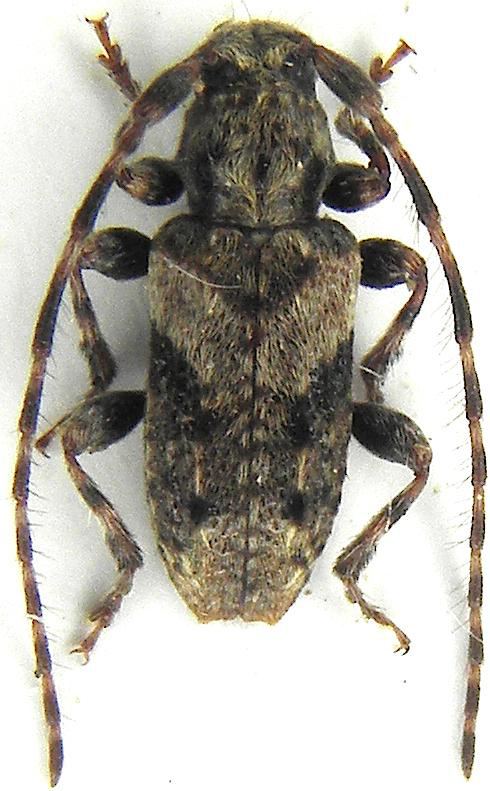 Pogonocherus Pogonocherus ovatoides Rapuzzi et Sama 2014 Cerambycidae