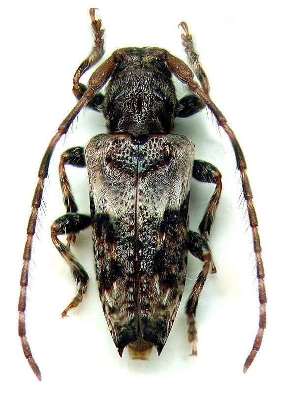 Pogonocherus Genus Pogonocherus Dejean 1821 Cerambycidae