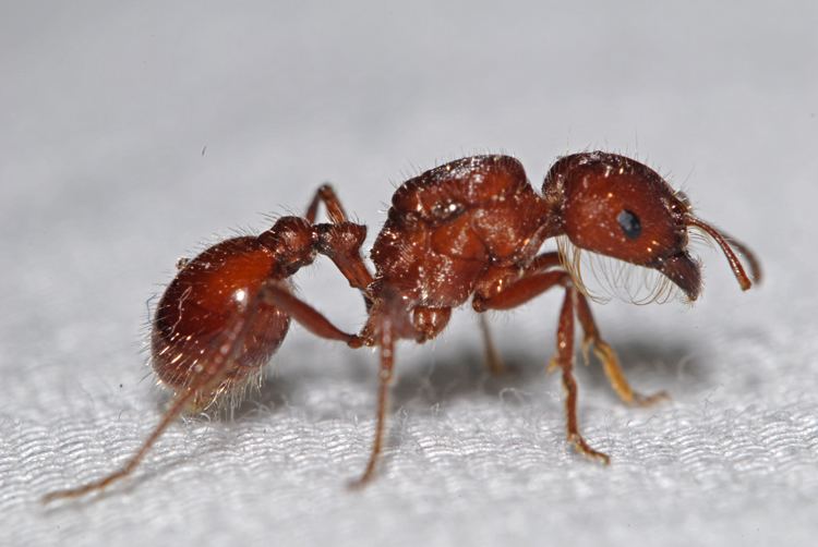Pogonomyrmex CalPhotos Pogonomyrmex sp Harvester Ant