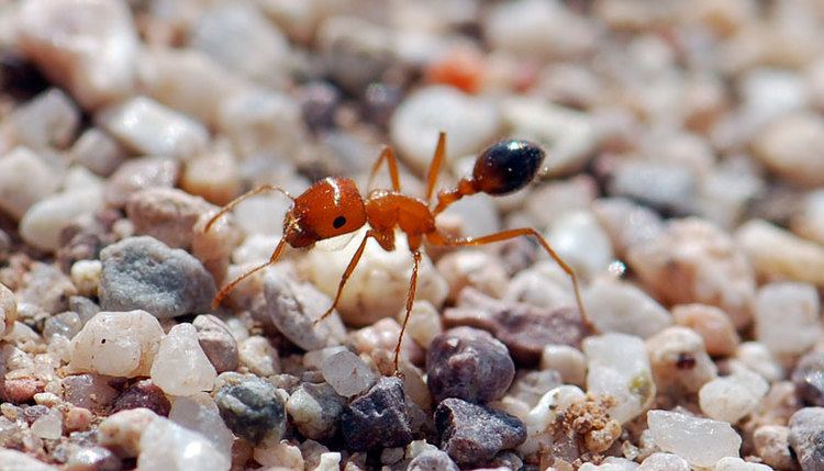 Pogonomyrmex californicus Identifying Pogonomyrmex in Arizona Part 1 Wild About Ants