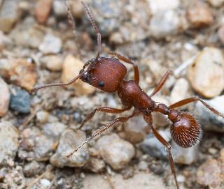 Pogonomyrmex occidentalis Pogonomyrmex occidentalis Cresson 1865 Discover Life