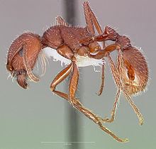 Pogonomyrmex occidentalis httpsuploadwikimediaorgwikipediacommonsthu