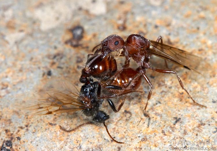 Pogonomyrmex occidentalis Alex Wild Photography Photo Keywords pogonomyrmex