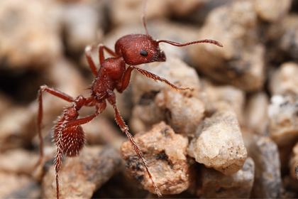 Pogonomyrmex occidentalis Pogonomyrmex occidentalis P occidentalis