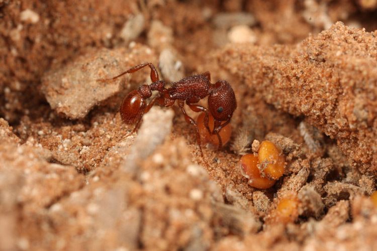 Pogonomyrmex occidentalis Pogonomyrmex occidentalis