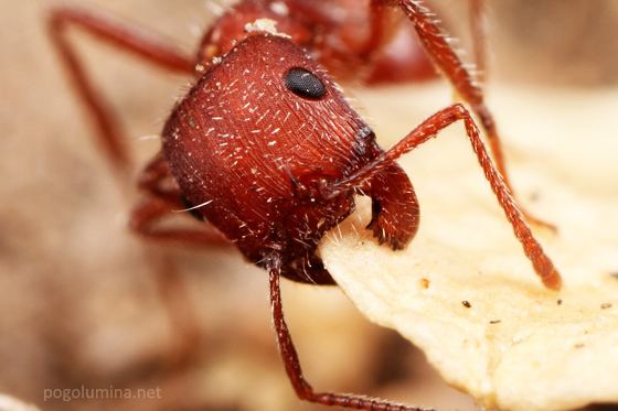 Pogonomyrmex occidentalis Pogonomyrmex occidentalis worker with leaf of saltbush plant