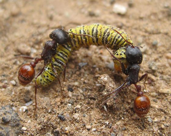 Pogonomyrmex rugosus yellow caterpillar and ants Pogonomyrmex rugosus BugGuideNet