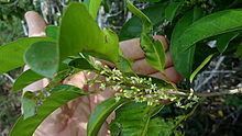 Pogonophora (plant) httpsuploadwikimediaorgwikipediacommonsthu