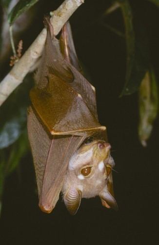 Pohle's fruit bat httpsstaticinaturalistorgphotos189422mediu