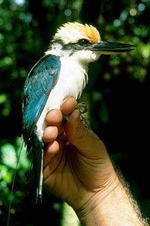 Pohnpei kingfisher httpsuploadwikimediaorgwikipediacommonsthu