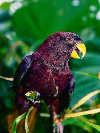 Pohnpei lorikeet Pohnpei Lorikeet Birds Pinterest