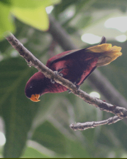 Pohnpei lorikeet Pohnpei Lorikeet Trichoglossus rubiginosus Parrot Encyclopedia