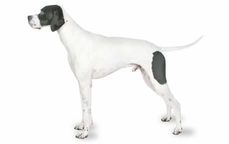 Pointer (dog breed) Pointer Dog Breed Information Pictures Characteristics amp Facts