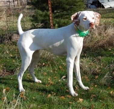 Pointer (dog breed) Pointer Dog Breed Information and Pictures