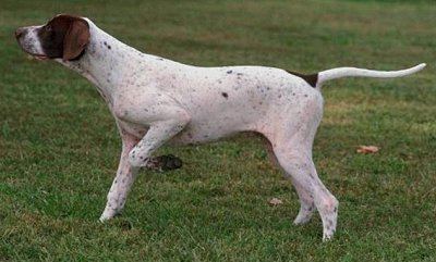 Pointer (dog breed) English Pointers What39s Good About 39Em What39s Bad About 39Em