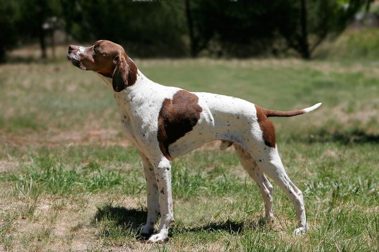 Pointer (dog breed) Pointer dog breed Wikiwand