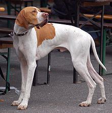 Pointer (dog breed) httpsuploadwikimediaorgwikipediacommonsthu