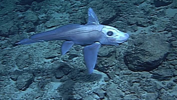 Pointy-nosed blue chimaera PointyNosed Blue Chimaera Spotted in North Pacific Ocean Biology
