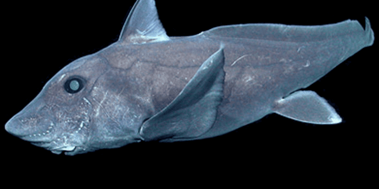 Pointy-nosed blue chimaera Ghost Shark Captured On Camera Looks Like It Has a Penis On Its Head