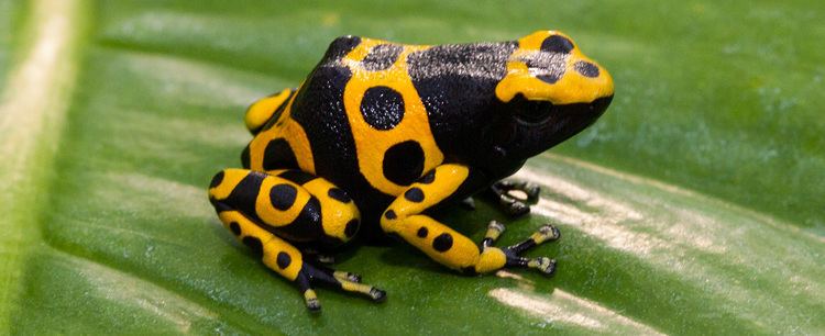 Poison dart frog YellowBanded Poison Dart Frog Tennessee Aquarium