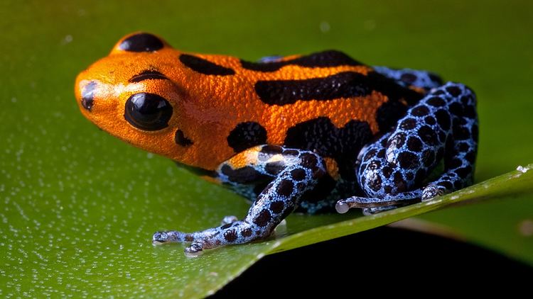 Poison dart frog Poison Dart Frog