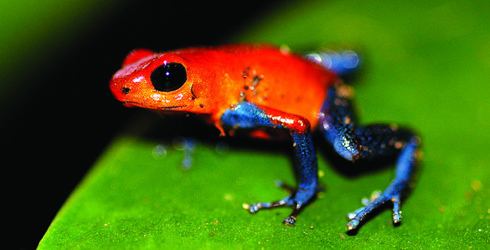 Poison dart frog Strawberry Poison Dart Frog The Nature Conservancy