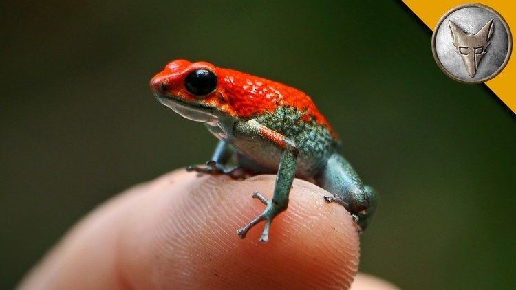 Poison dart frog Deadly Poison Dart Frog YouTube