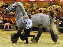 Poitevin horse httpsuploadwikimediaorgwikipediacommonsthu