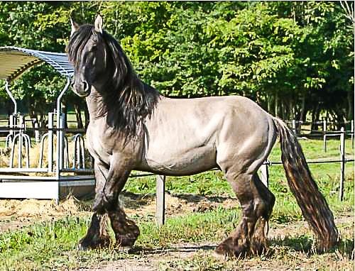 Poitevin horse Poitevin Horse