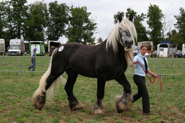 Poitevin horse 1000 images about Poitevin Mulassier Horse on Pinterest Color