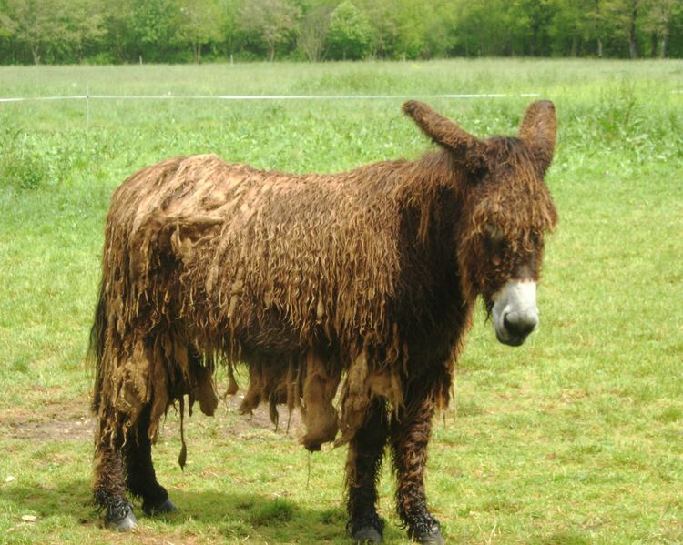 Poitou donkey httpsuploadwikimediaorgwikipediacommonscc