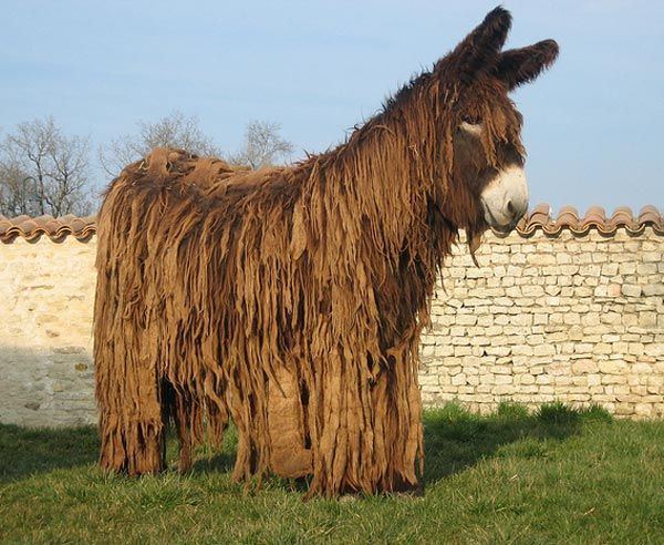 Poitou donkey 1000 images about POITOU DONKEY on Pinterest Duke Editor and Donkeys