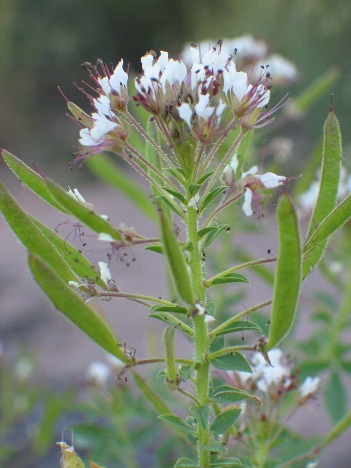 Polanisia SEINet Arizona Chapter Polanisia dodecandra subsp trachysperma
